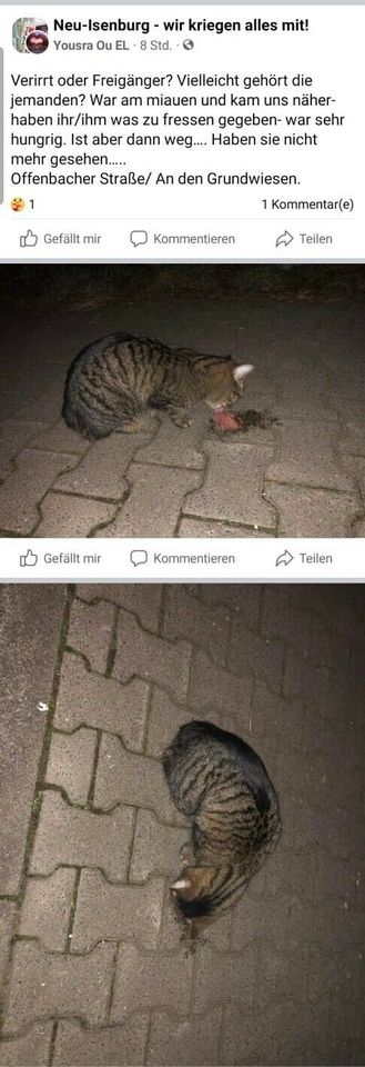 Kater Luci 500€ Finderlohn! in Dreieich