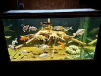 12 Goldfische und 3 Kois Kreis Pinneberg - Pinneberg Vorschau