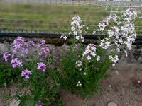 3x Nachtviole rosa violett Hesperis matronalis Duft Insektenmagne Hessen - Liebenau Vorschau