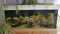Aquarium 150cm*80cm*80cm 960l Nordrhein-Westfalen - Blankenheim Vorschau