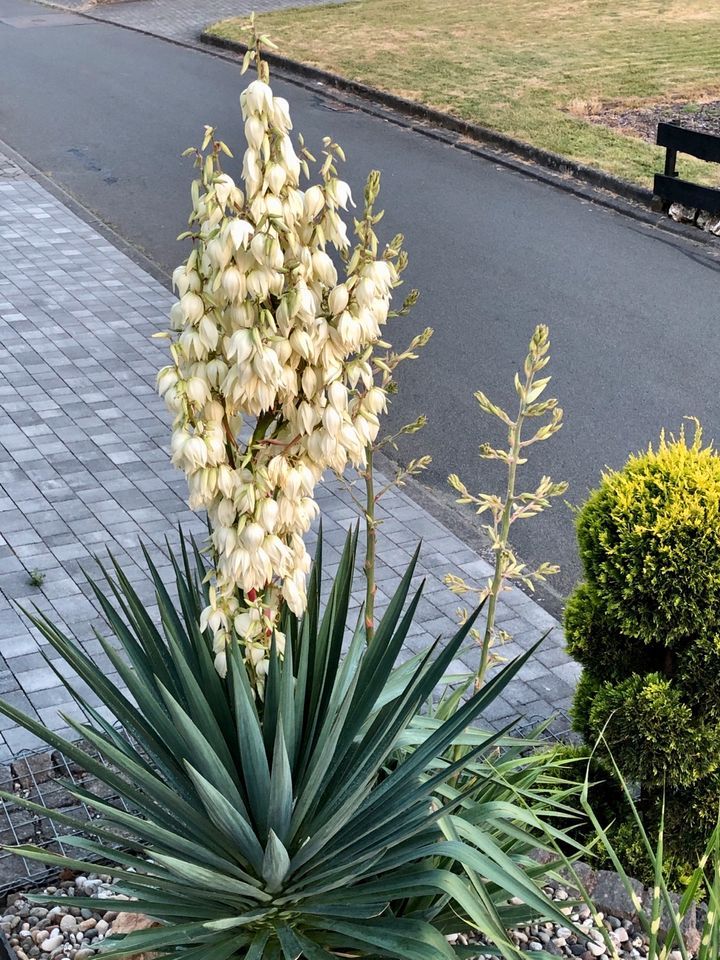 Stauden Palmlilie Garten-Yucca filamentosa winterhart bis -20°C in Morbach