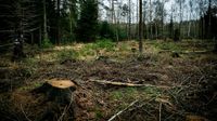 Suche Wald auch frisch abgeerntet ohne Neubepflanzung Sachsen-Anhalt - Möckern Vorschau
