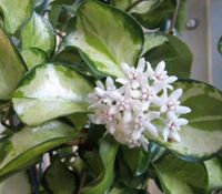 Hoya Australien Lisa (Blumen mit Duft) Wachsblume / Zimmerpflanze Baden-Württemberg - Aichtal Vorschau