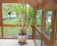 Riesige Yucca Palme 2,10m hoch ca. 40 Jahre alte große Pflanze Baden-Württemberg - Endingen Vorschau