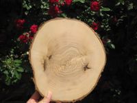 2 Holzscheiben Esche Dekoholz Bastelholz 20 cm Thüringen - Silbitz Vorschau