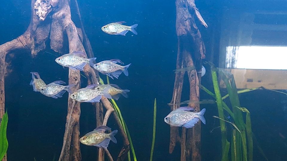 Aquarium Fisch Fische Brilliantsalmler 8 Stk. Groß zu Verkaufen in Kiel