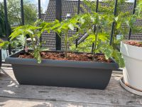 Tomatenpflanzen Schleswig-Holstein - Ahrensburg Vorschau