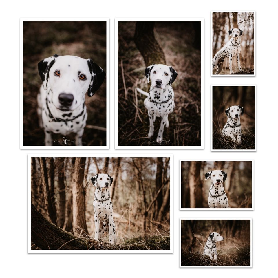 Hundeshooting/Fotoshooting/Vierbeiner in Lengede