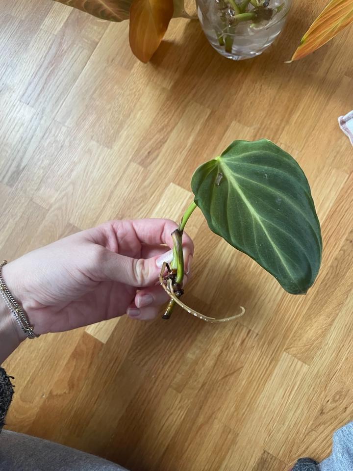 Stecklinge Philodendron Splendid (Melanochrysum x Verrucosum) in Griesheim