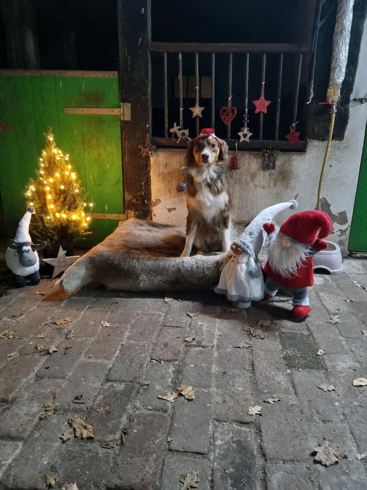 Hundetraining in Bissendorf