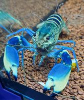 Dunkelblauer Krebs - Cherax sp. Blue Moon XL Bayern - Grub a. Forst Vorschau