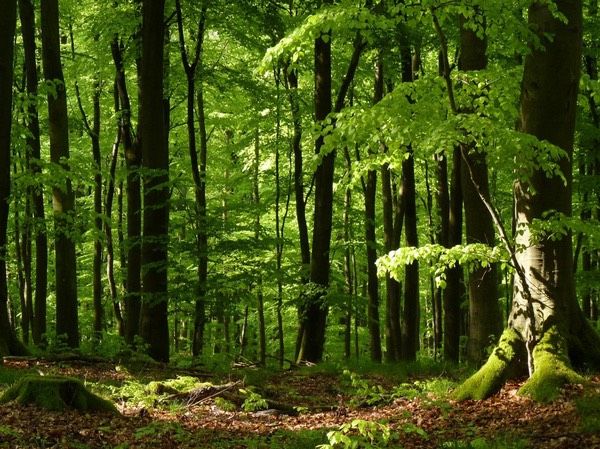 Wald Waldgrundstück Forst Waldfläche in Wegscheid