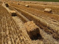 Roggenstroh - kleine Ballen Bayern - Adelsdorf Vorschau