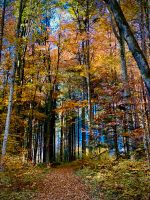 Achtung Waldbesitzer, Forstbetriebe, Holzhändler, Baumbesitzer Bayern - Perlesreut Vorschau