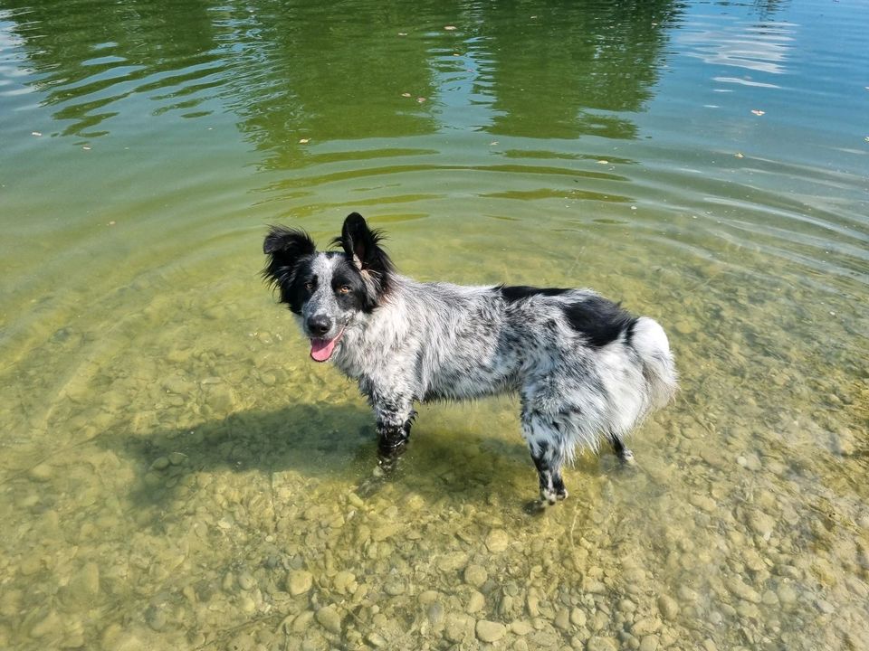 Balu der Sanfte sucht sein Zuhause in Neuburg a.d. Donau