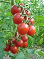 Seltene,samenfeste Tomatensamen Niedersachsen - Goslar Vorschau