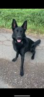 Schöner schwarzer deutscher Schäferhund Niedersachsen - Braunschweig Vorschau