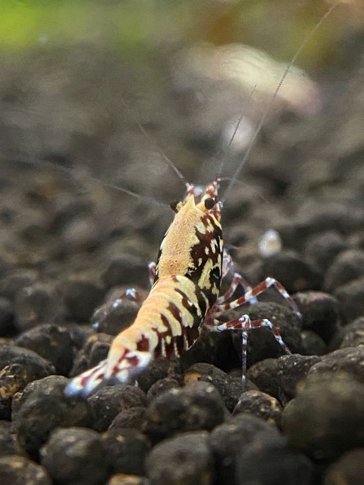 Ma Woo Rote Galaxy Fishbone Snowflakes Garnelen Taiwaner in Brackenheim