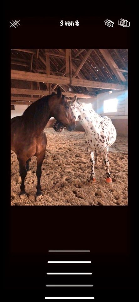 Kindergeburtstag * feiern beim reiten * Pferde in Lichtenau