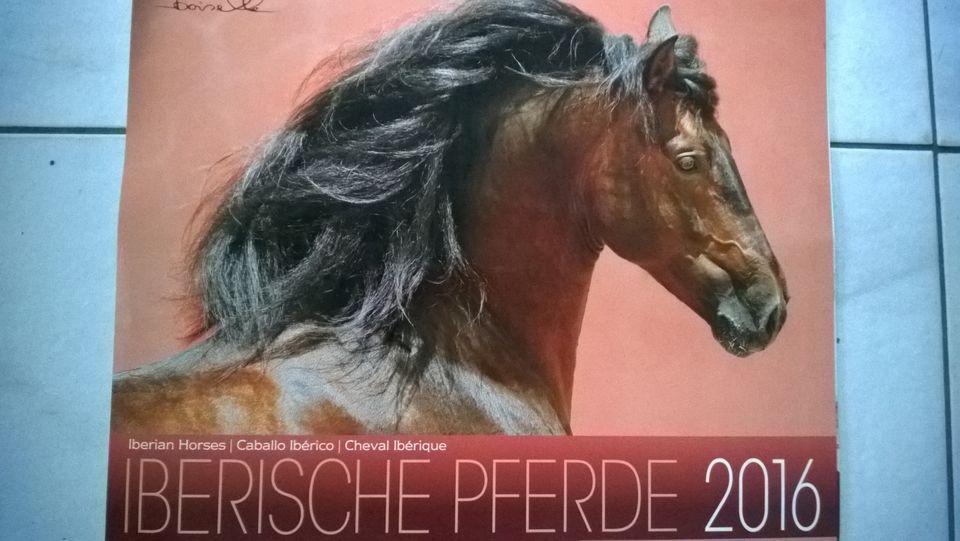 Pferde Foto Kalender großformatig alte Jahrgänge in Oranienburg