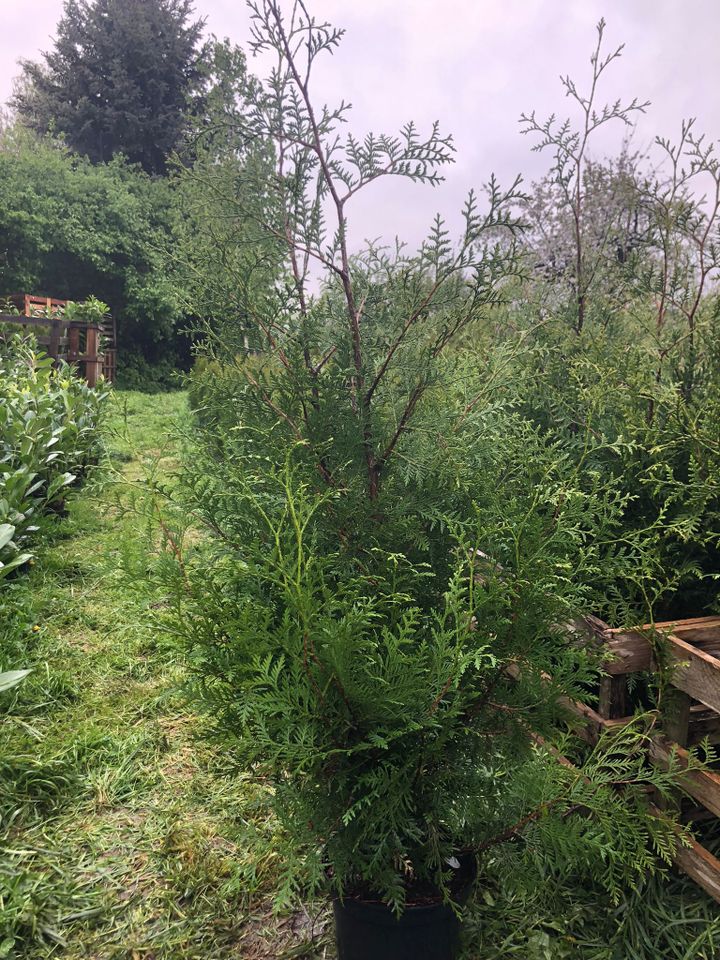 Schnellwachsende Hecke: Thuja Brabant 120-140 cm in Obersulm