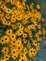 Rudbeckia Fulgida Goldsturm, Sonnenhut, Garten, Pflanzen Sachsen - Aue Vorschau