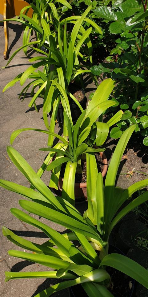 Agapanthus oder Schmucklilie im Topf - hellblau in Moosthenning