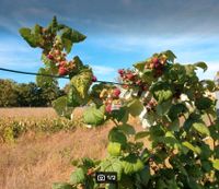 Himbeeren Sätzlinge zu verkaufen Baden-Württemberg - Rastatt Vorschau