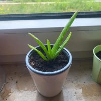 Aloe Vera,  Ableger Dresden - Friedrichstadt Vorschau