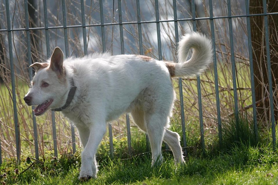 Tierschutzhund Fritz sucht ein Zuhause in Winsen (Luhe)