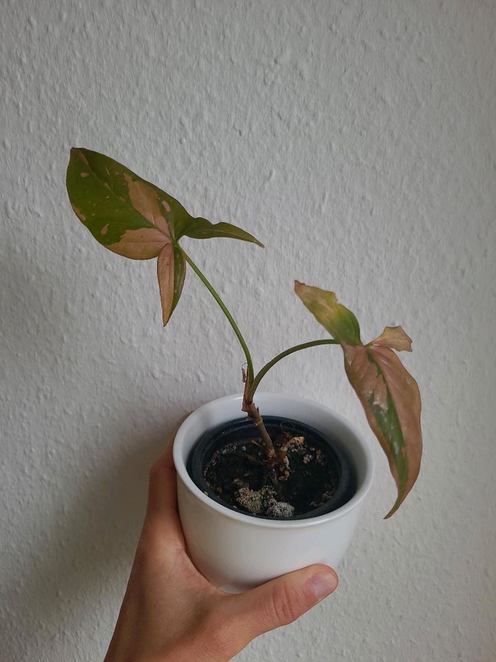 Syngonium Red Spot, etablierte Pflanze in Hannover