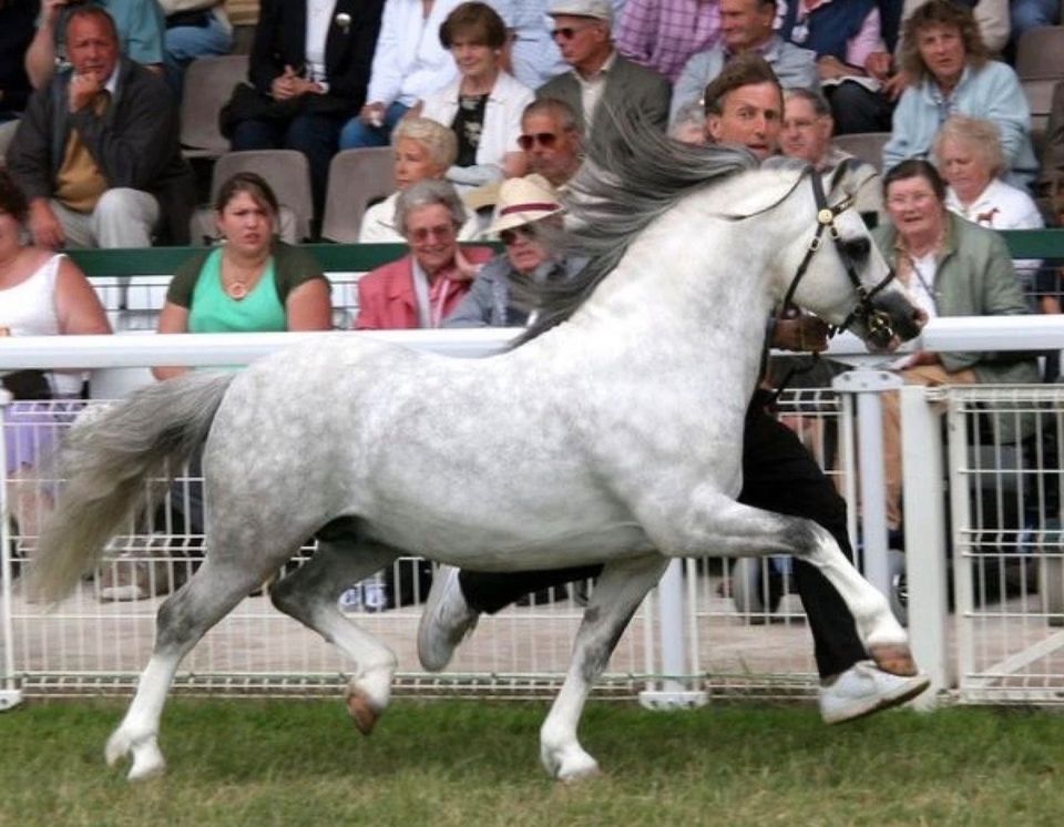 Bildschöne Welsh A Stute Pony in Rotenburg