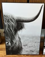 “Highland Cow” (Schottisches Hochlandrind) Wandbild 70x50x1,5 Hamburg - Wandsbek Vorschau