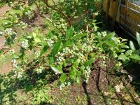 Heidelbeeren Blaubeeren im Topf Höhe 1,50 - 2,50 m mit Früchten Niedersachsen - Kirchlinteln Vorschau