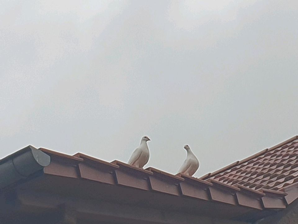 Brieftauben weiß in Weiden b Weimar Thür