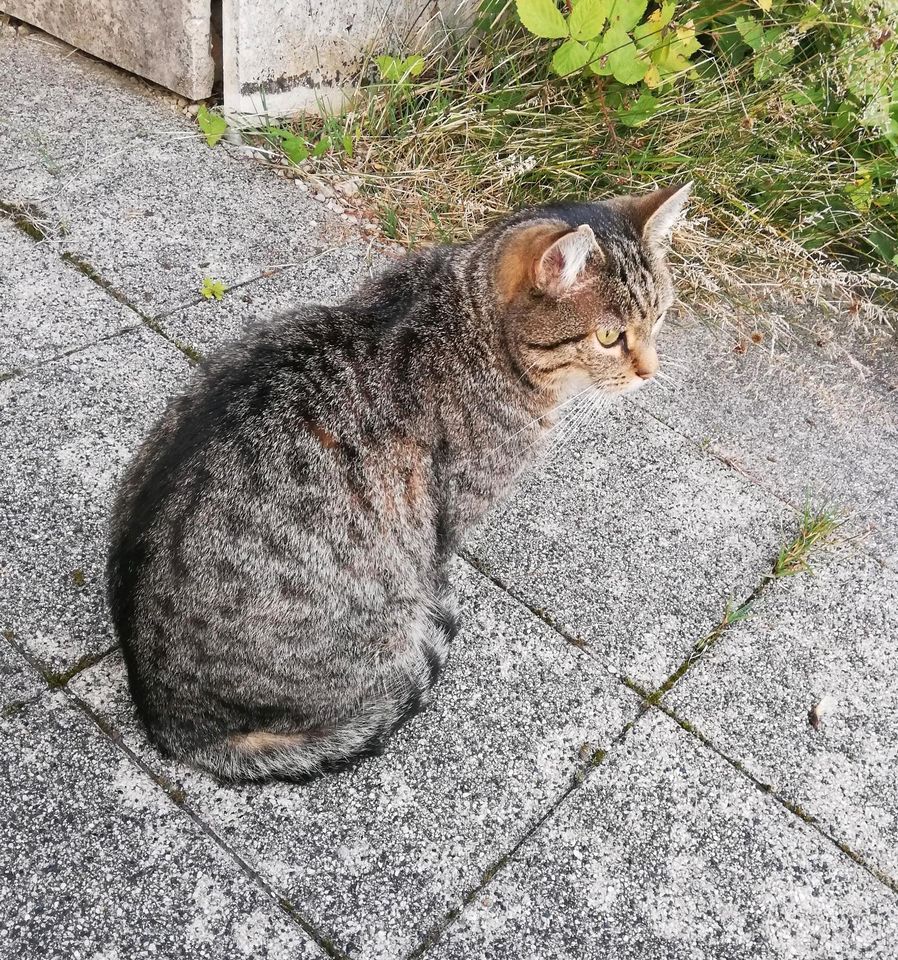 Kater / Katze vermisst! in München