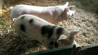 Strohschweine Schweine   Sachsen-Anhalt - Bördeland Vorschau