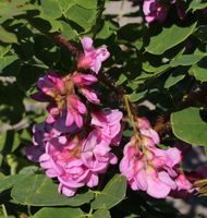 Borstenakazie Macrophylla 60-80cm - Robinia hispida Niedersachsen - Bad Zwischenahn Vorschau