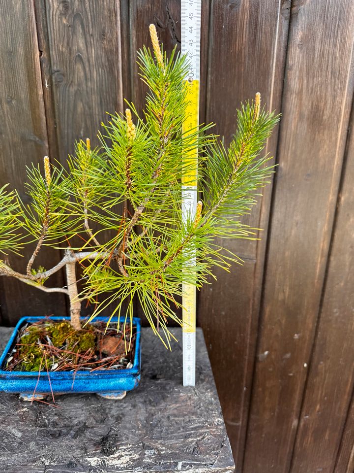 Bonsai Kiefer mit Topf in Lonnerstadt