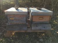 Sanftmütige Carnica Bienenvölker auf 10 Zanderwaben Baden-Württemberg - Schelklingen Vorschau