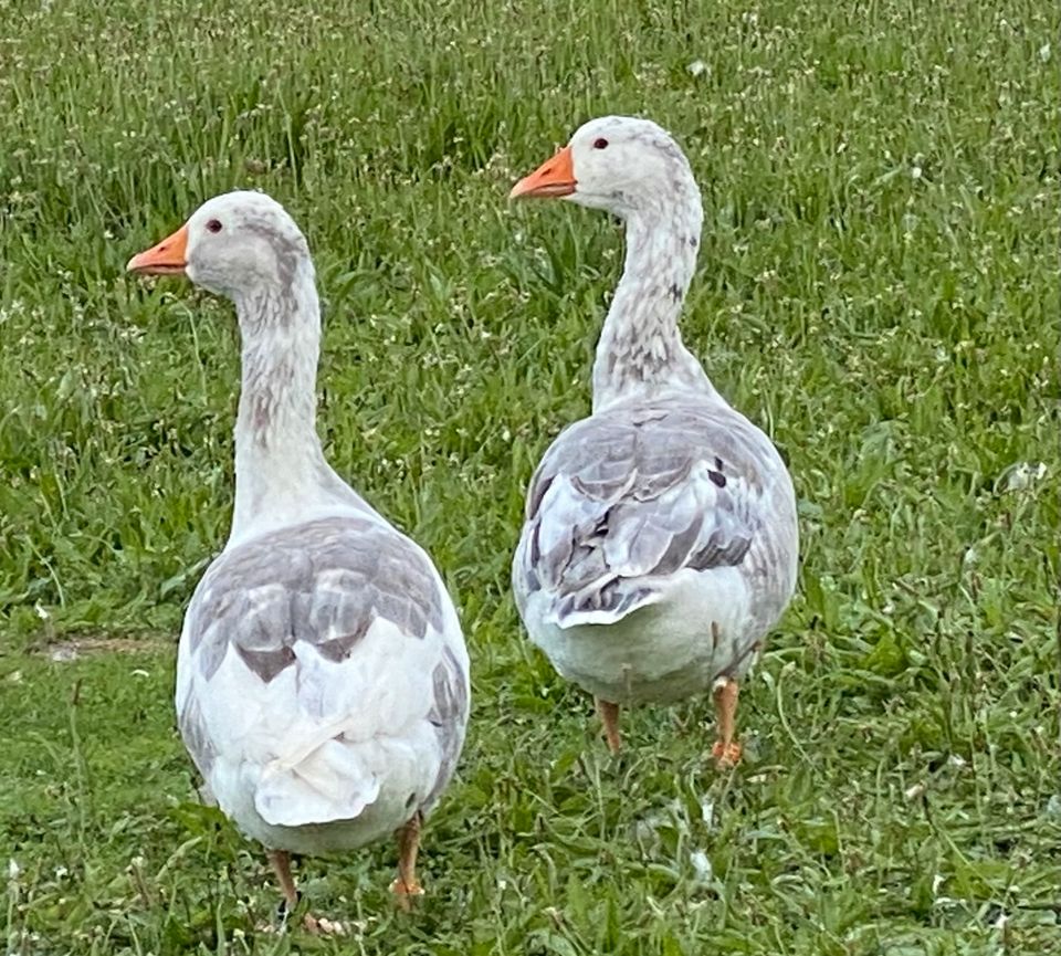 Gössel Küken Bayerische Landgänse Ganter Gänse in Reiskirchen