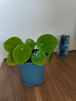 Pilea Pfannkuchenpflanze Grünpflanze Topf Pflanze Mecklenburg-Vorpommern - Klein Rogahn Vorschau