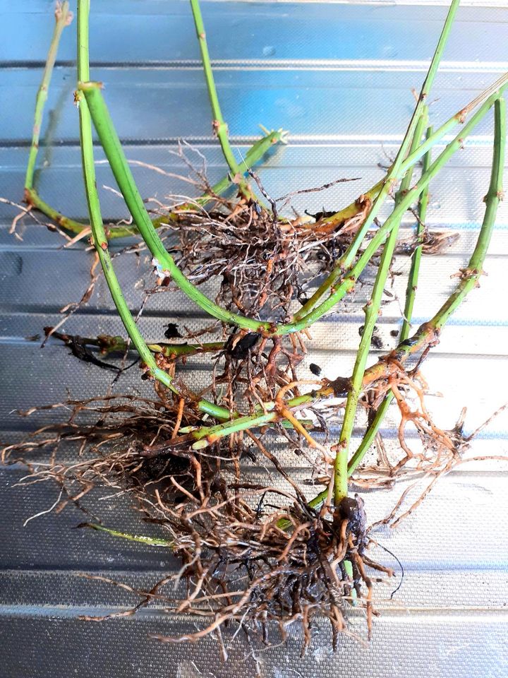 Gut bewurzelte Stecklinge Winterjasmin, Sichtschutz, Rankpflanze in Salzgitter