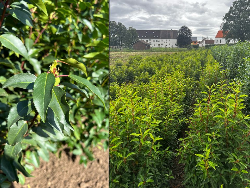 Portugiesischer Kirschlorbeer | Bayernhecke' in Wasserburg am Inn