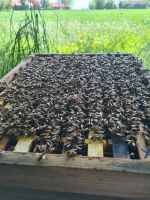 Bienen Jungvolk in Zander Maß Kr. München - Ismaning Vorschau