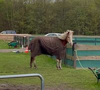 Reitbeteiligung zu vergeben auf lieber Haflinger Stute Niedersachsen - Welle Vorschau