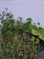 SUCHE Zucchini und Gurken Pflanzen/Samen Hemelingen - Hastedt Vorschau