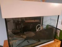 80cm 160l Aquarium Bayern - Hemhofen Vorschau