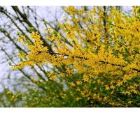 ‼Forsythia ❤ zum pflanzen Sachsen - Pulsnitz Vorschau