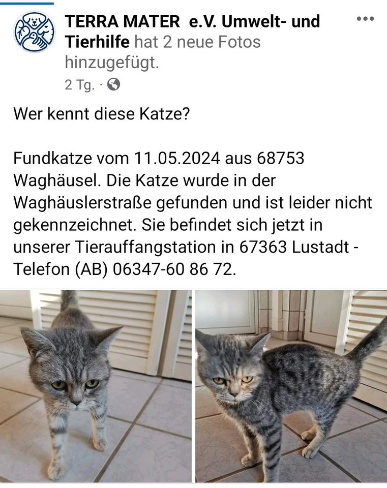 Katze zugelaufen/gefunden Waghäusel in Karlsdorf-Neuthard